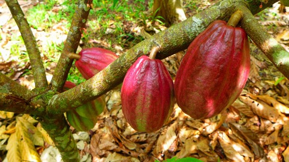 Ruční výroba čokolády pro Čokodort, od kakaových bobů až po čokoládu.
